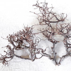 « Branchages de Bonsaï naturel »