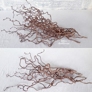 « Très belles branches de Corylus avellana 'contorta' »