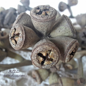 « Branchages cosses d'Eucalyptus »