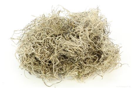 « Mousse espagnole naturelle 500 g »