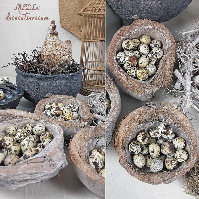 « Noix  de coco » Taille moyenne