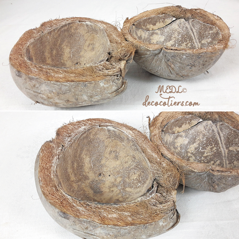 « Noix  de coco » Taille moyenne