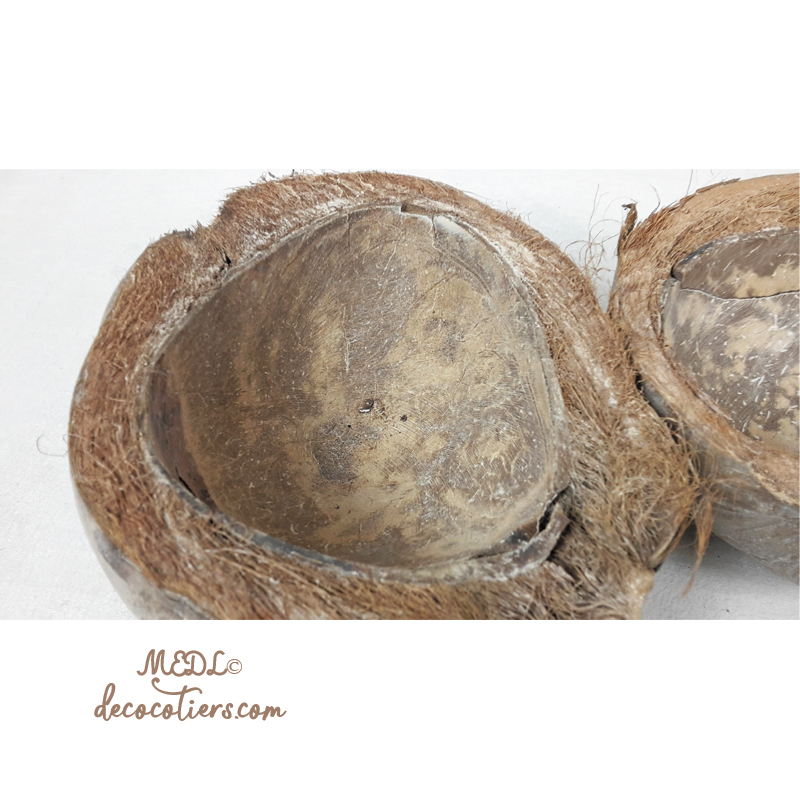 « Noix  de coco » Taille moyenne