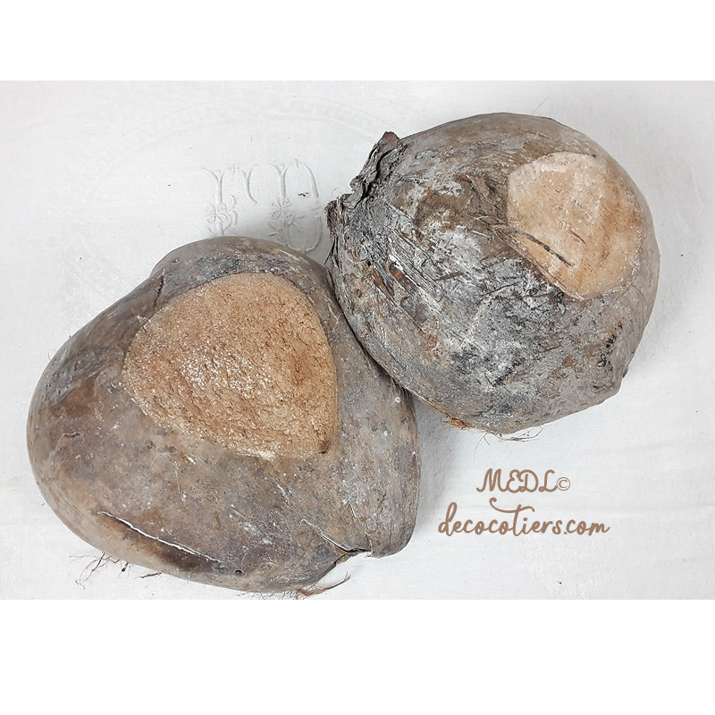 « Noix  de coco » Taille moyenne