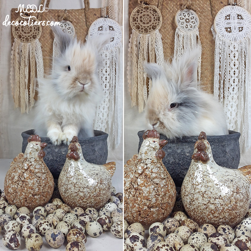 «&nbsp;Les belles cocottes de Décocôtiers&nbsp;»