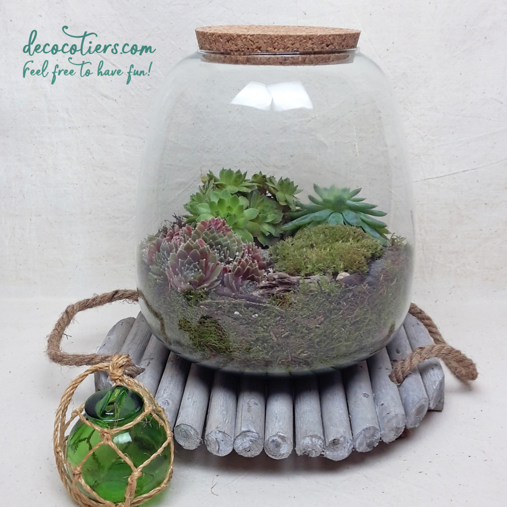 « Terrarium et son bouchon en liège, à composer !! vendu vide »