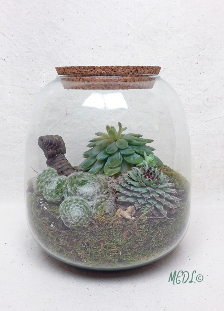 « Terrarium et son bouchon en liège, à composer !! vendu vide »