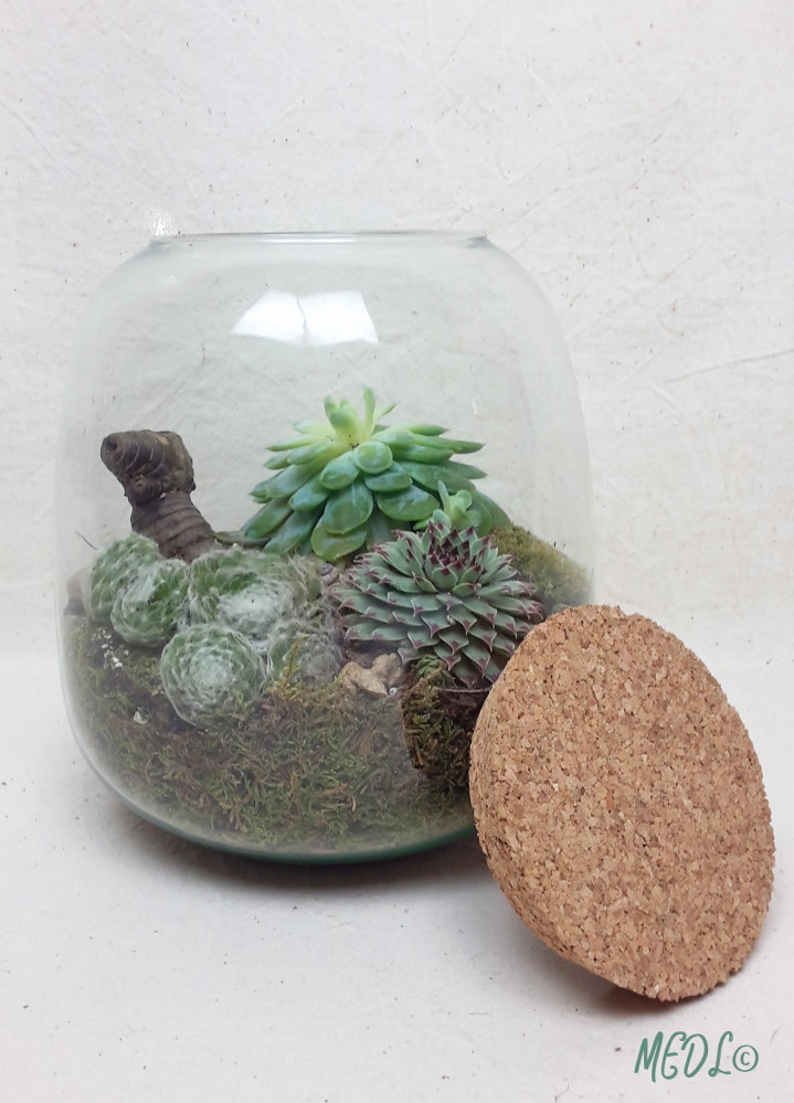 « Terrarium et son bouchon en liège, à composer !! vendu vide »