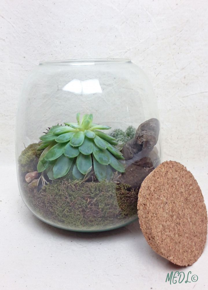 « Terrarium et son bouchon en liège, à composer !! vendu vide »