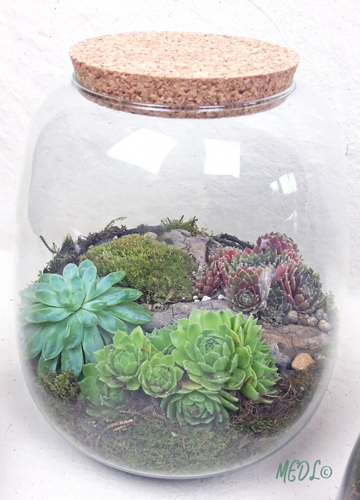 « Terrarium et son bouchon en liège, à composer !! vendu vide »