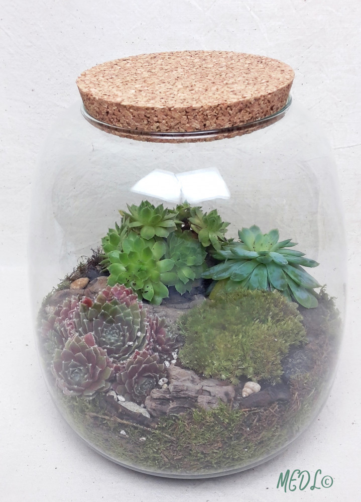 « Terrarium et son bouchon en liège, à composer !! vendu vide »