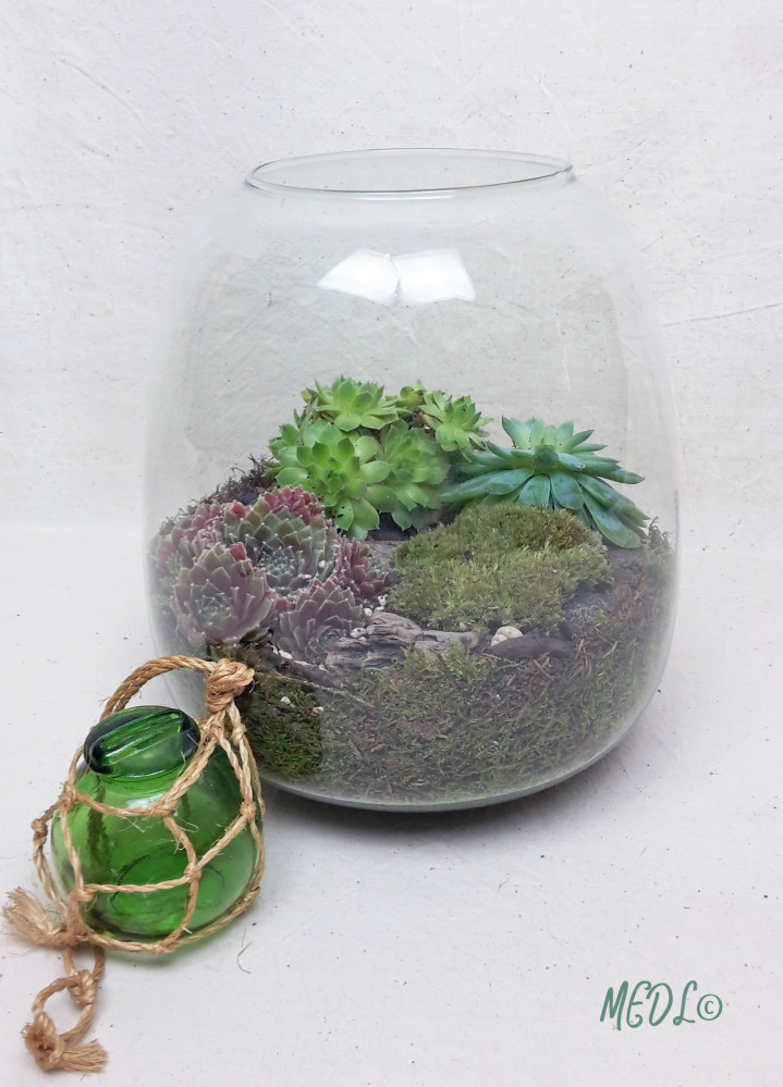 « Terrarium et son bouchon en liège, à composer !! vendu vide »