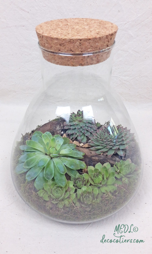 « Terrarium et son bouchon en liège, à composer !! vendu vide »