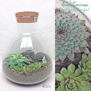 TERRARIUM_PLEIN_13_DECOCO_7.jpg