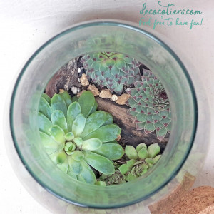 TERRARIUM_PLEIN_13_INSTA_3.jpg