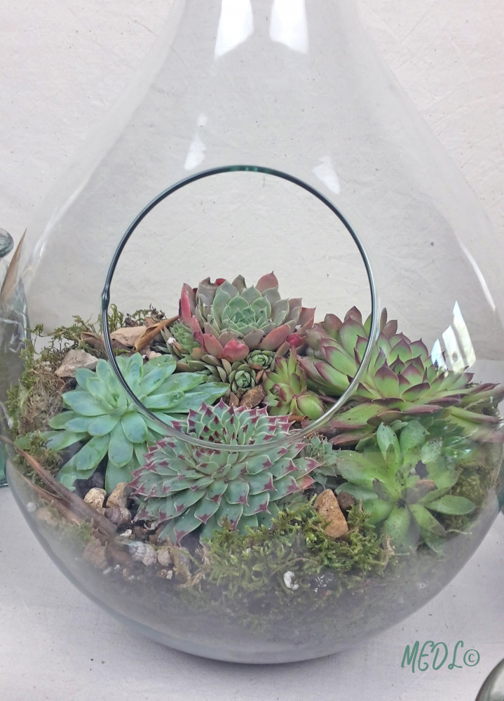 « Terrarium et son bouchon de liège, à composer !! vendu vide »