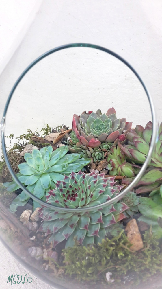 « Terrarium et son bouchon de liège, à composer !! vendu vide »