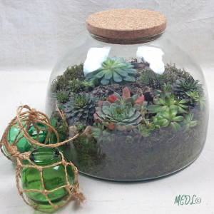 TERRARIUM_PLEIN_2_1.jpg