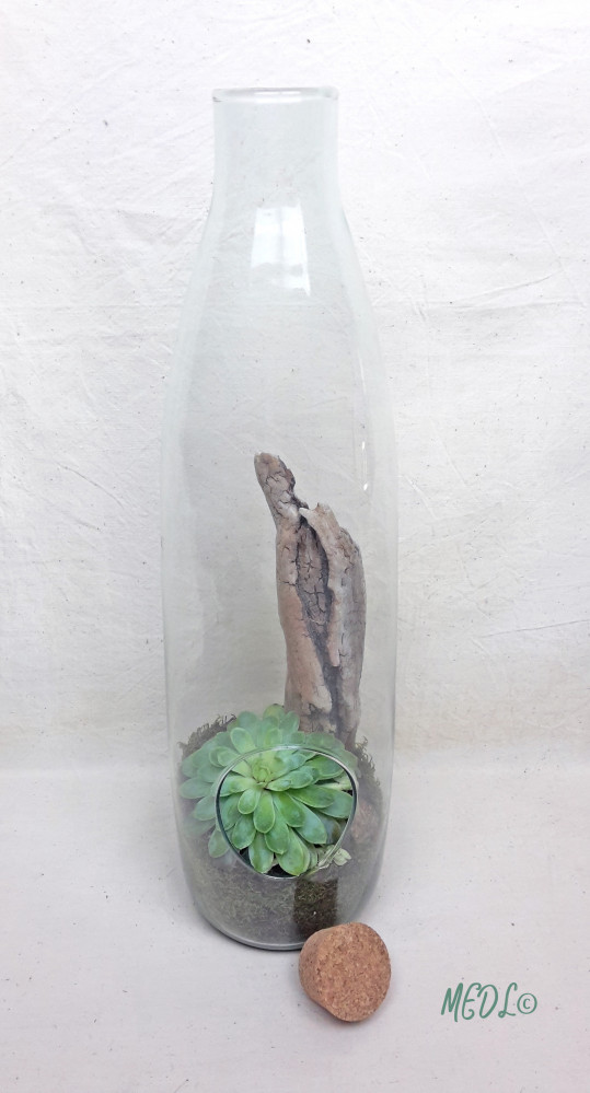 « Terrarium et son bouchon en liège, à composer, vendu vide »