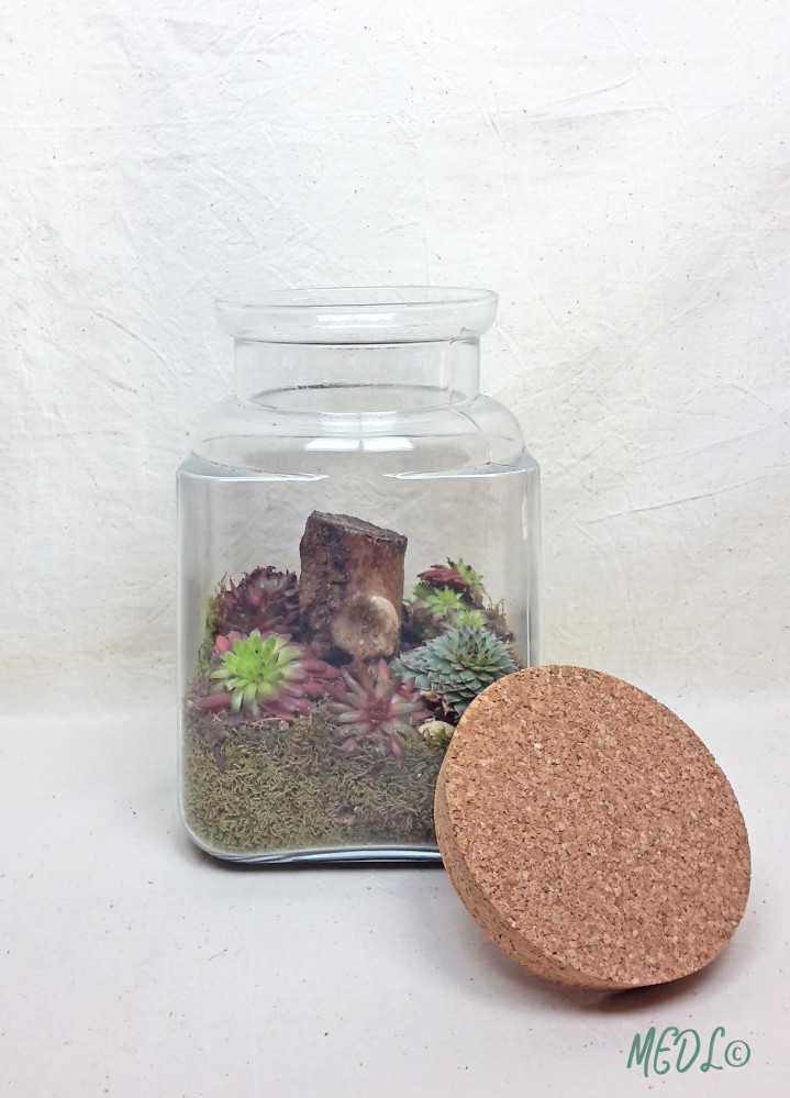 « Terrarium et son bouchon en liège, à composer !! vendu vide »