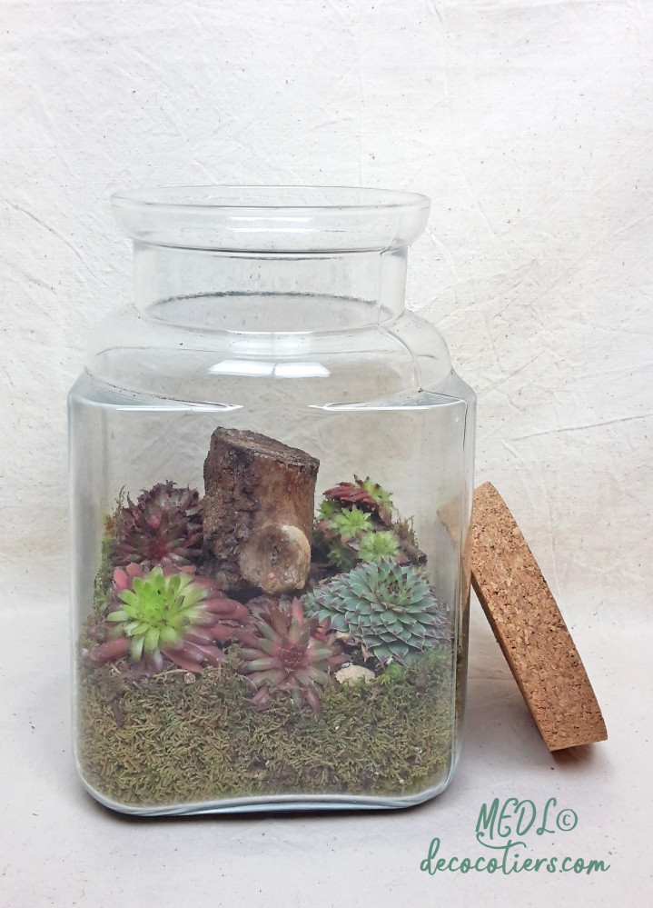 « Terrarium et son bouchon en liège, à composer !! vendu vide »