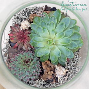 TERRARIUM_PLEIN_9_INSTA_4.jpg