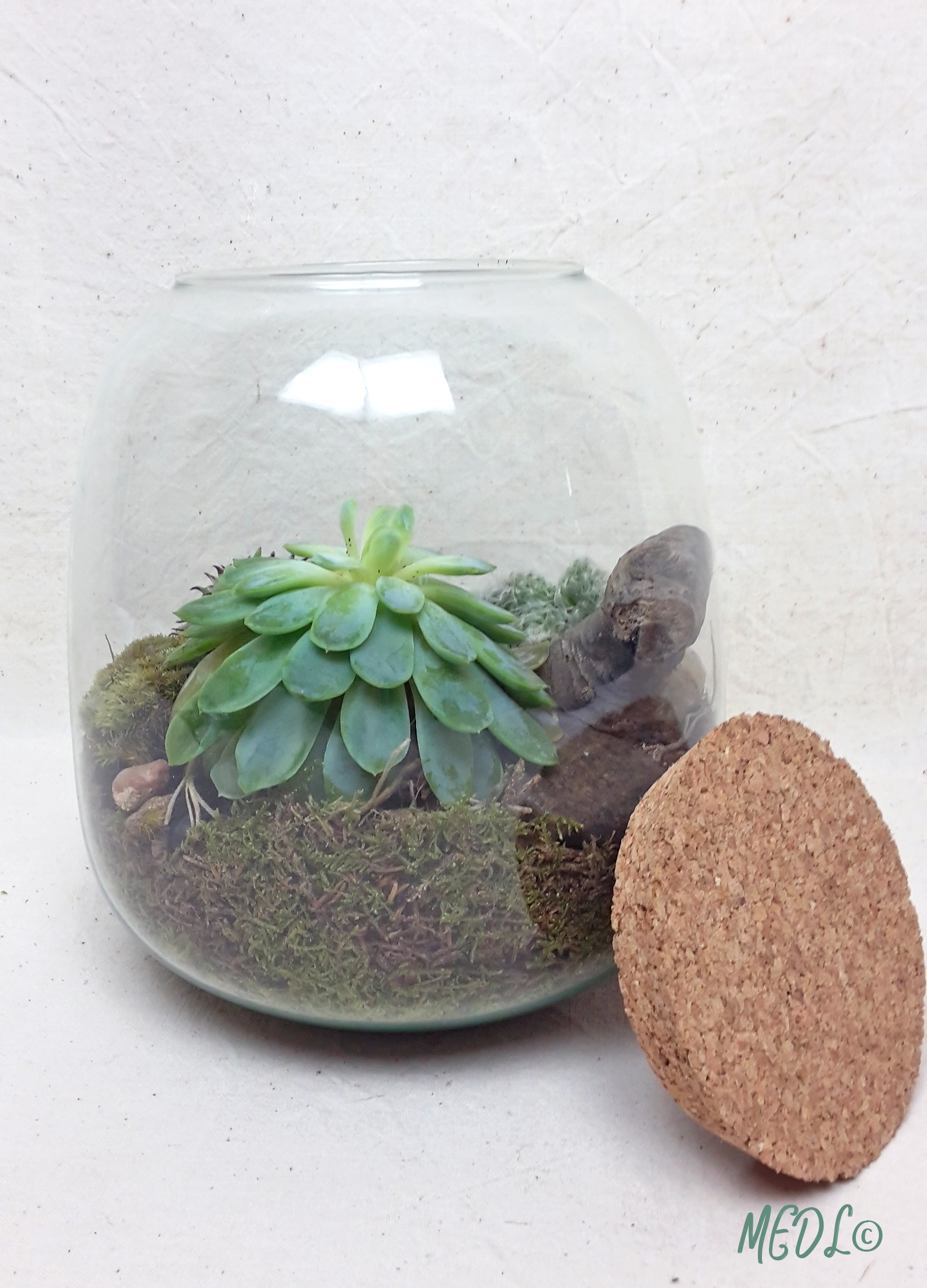 Terrarium en verre avec bouchon en liège en bois pour la propagation des  plantes hydroponiques, décoration de la maison ou du bureau : :  Cuisine et Maison