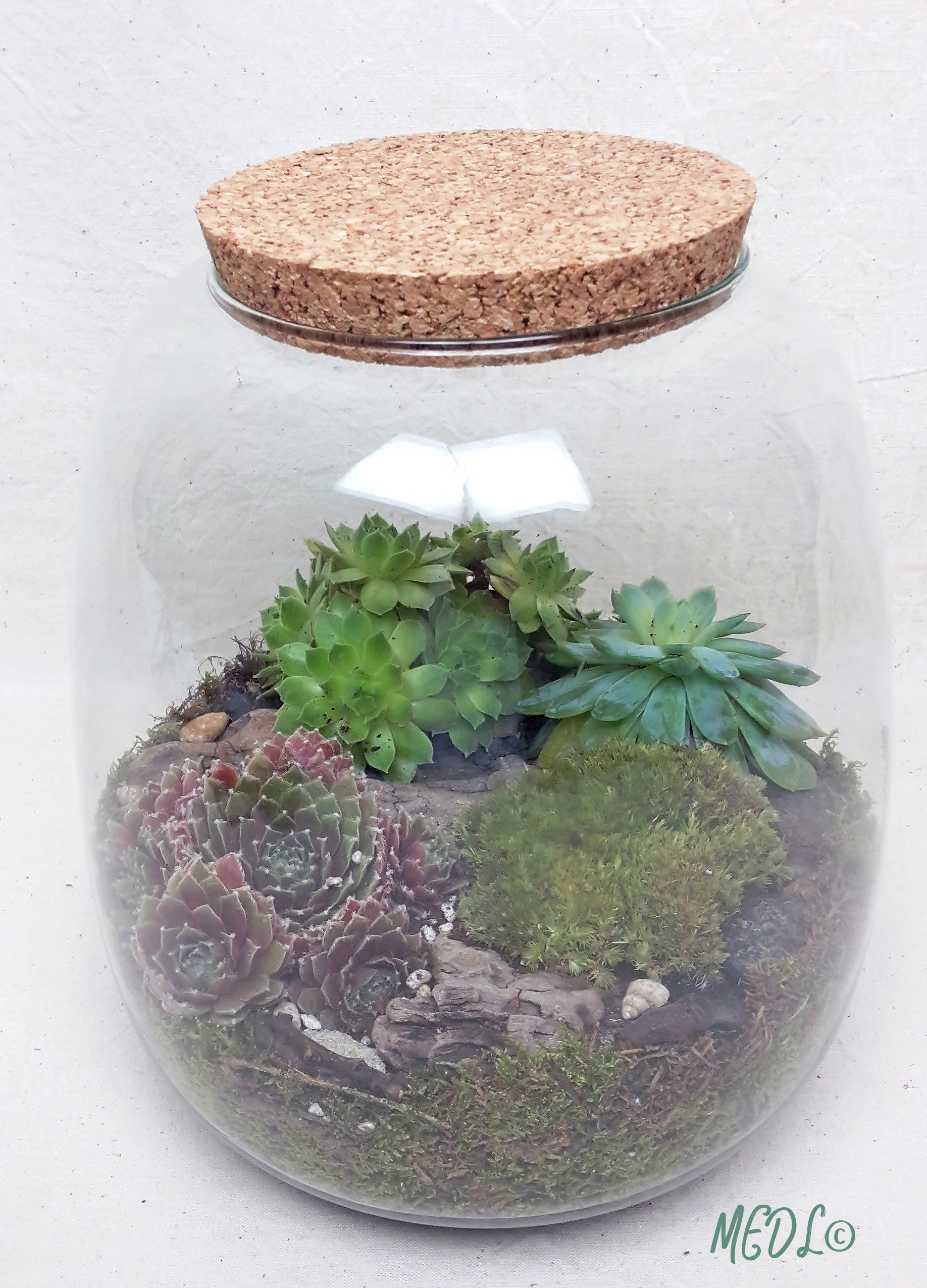 FELICIE - Terrarium moyen modèle, bouchon de liège