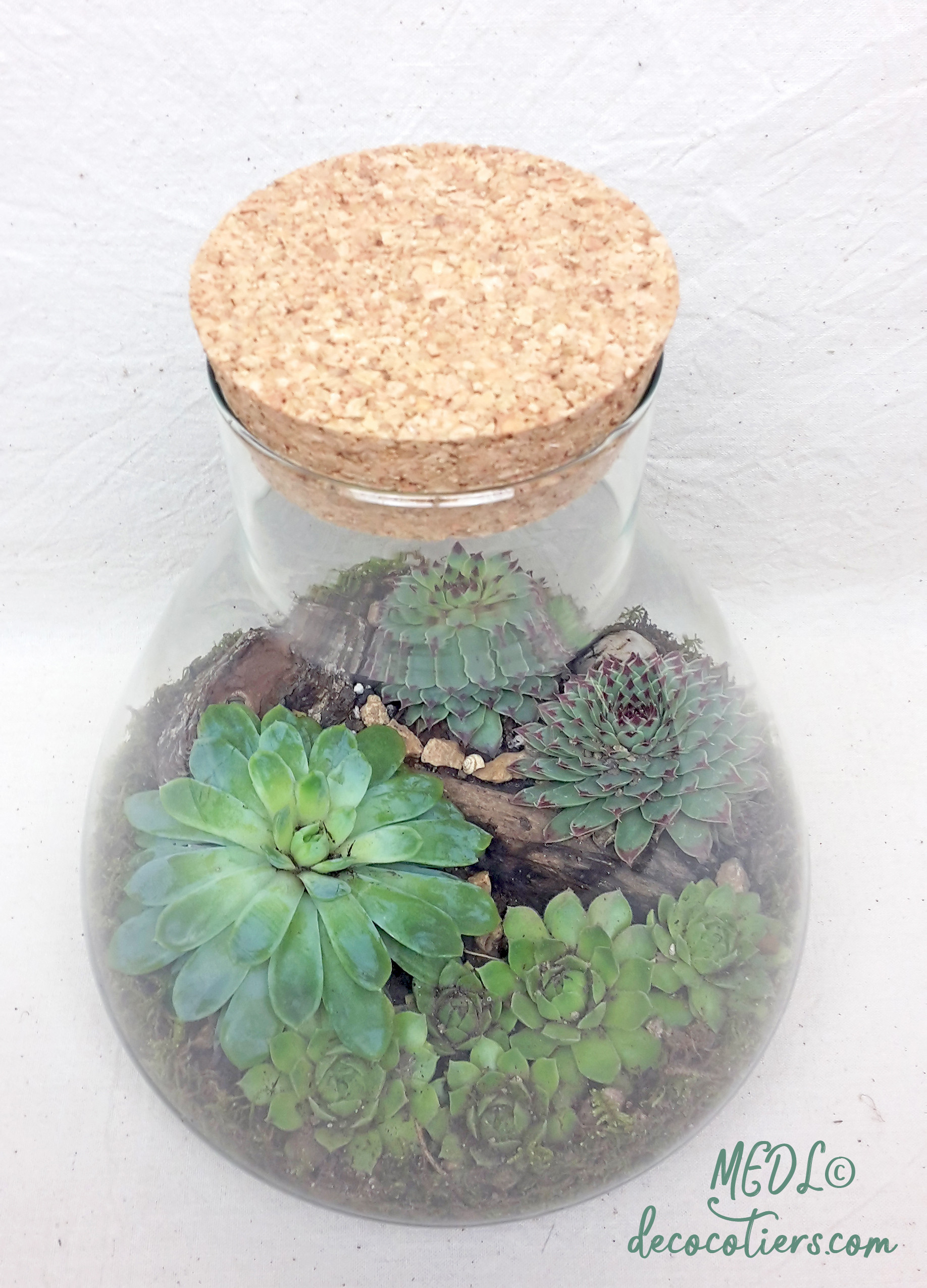 https://www.decocotiers.com/pub/TERRARIUM_RENTREE_2020/TERRARIUM_PLEIN_13_DECOCO_4.jpg