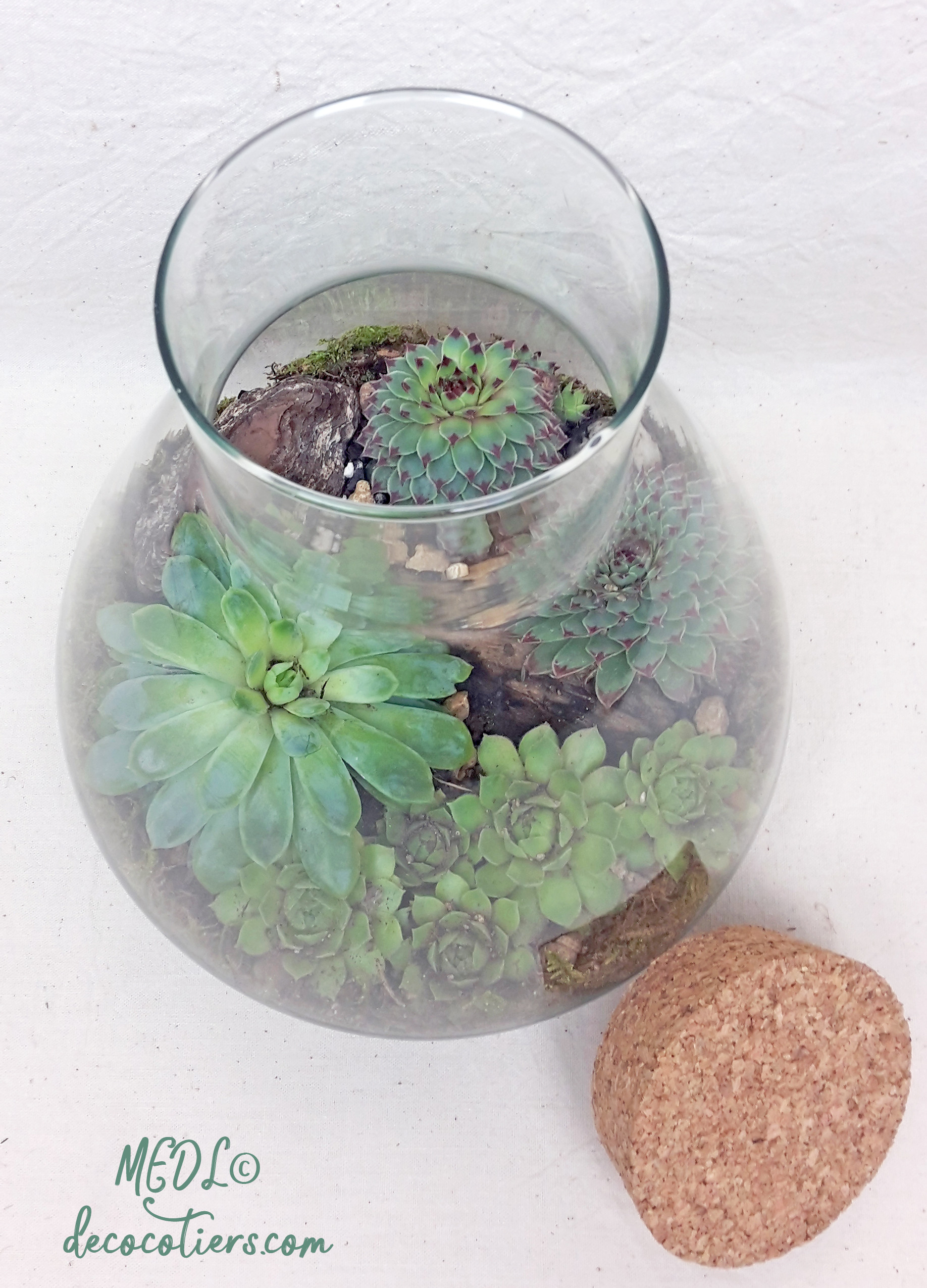 nbsp;Terrarium et son bouchon en liège, à composer !! vendu vide » -  Décocôtiers