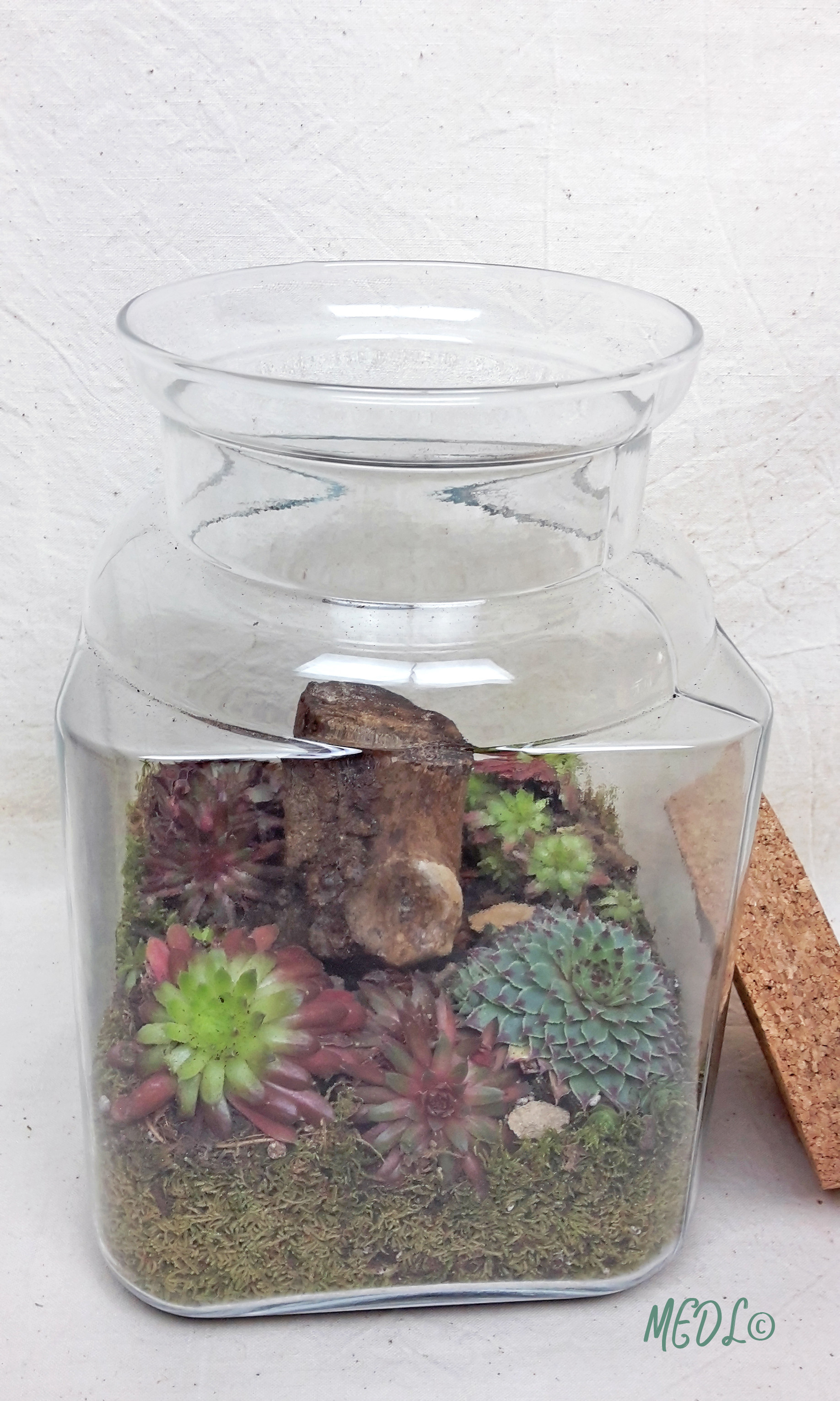 Terrarium arrangement bouchon liège 2 plantes - Pépinières Constantin